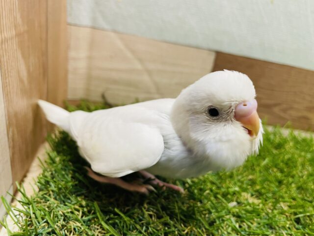 セキセイインコ