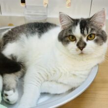 僕の体にはハート(♥)が隠れてる！？スコティッシュフォールドくん！