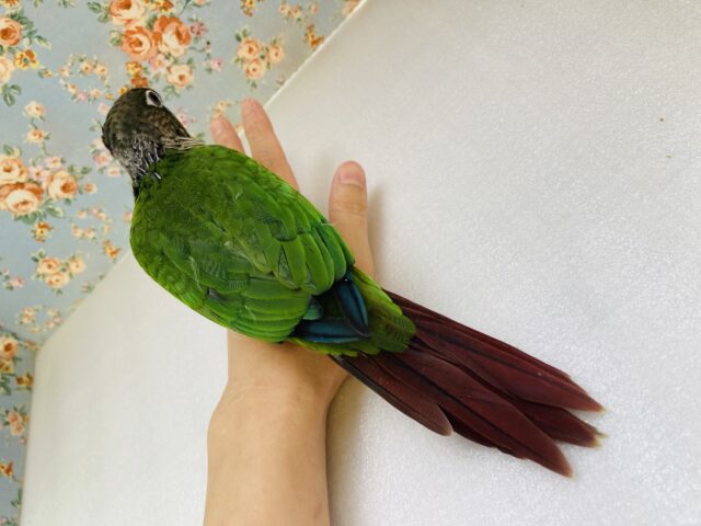 ホオミドリウロコインコ