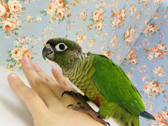 ホオミドリウロコインコ