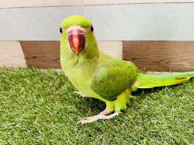 ワカケホンセイインコ（月の輪インコ）