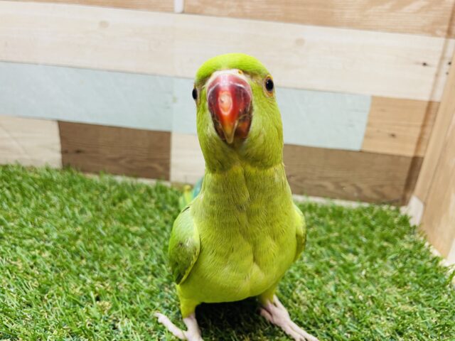 ワカケホンセイインコ（月の輪インコ）