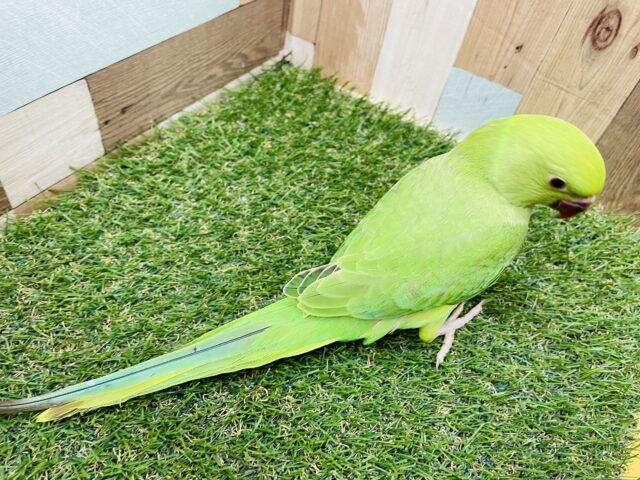 ワカケホンセイインコ（月の輪インコ）