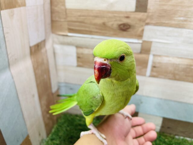 ワカケホンセイインコ（月の輪インコ）