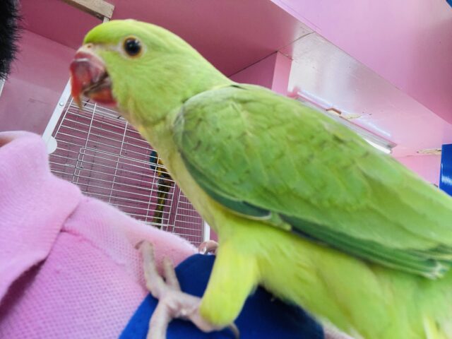 ワカケホンセイインコ（月の輪インコ）