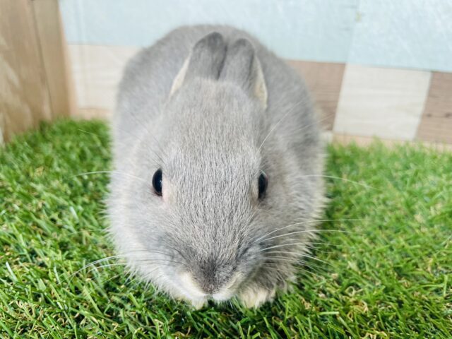 最新画像あります⭐️小さいけれど食べまくる🐰🥕モグモグ姿が可愛すぎるネザーランドドワーフ（ブルーオター）🌈