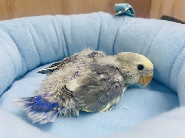 コザクラインコ（小桜インコ）