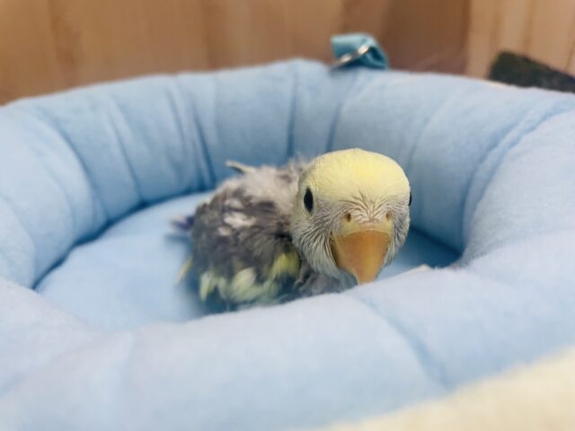 コザクラインコ（小桜インコ）