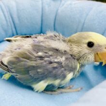 華やいでる～～～？？🌸🌸🌸華やぎコザたん🌟🌟　コザクラインコ　パイド系