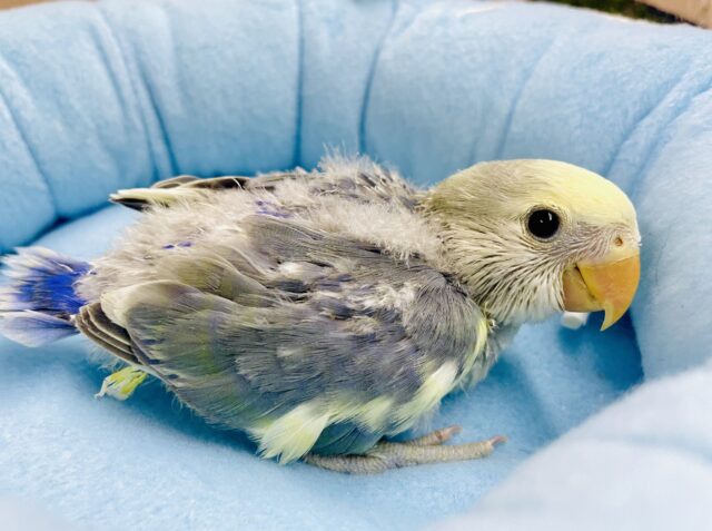 華やいでる～～～？？🌸🌸🌸華やぎコザたん🌟🌟　コザクラインコ　パイド系