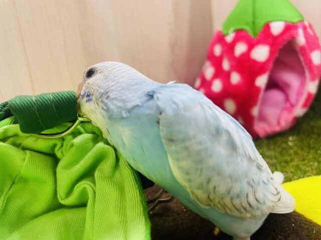 セキセイインコ