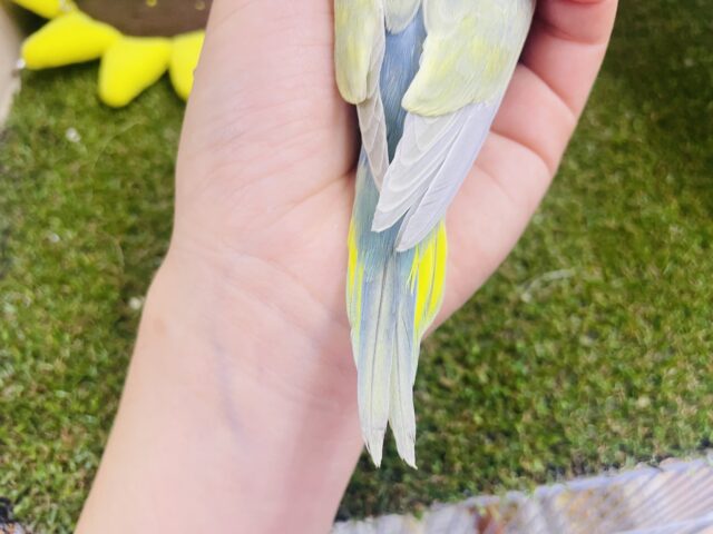 セキセイインコ