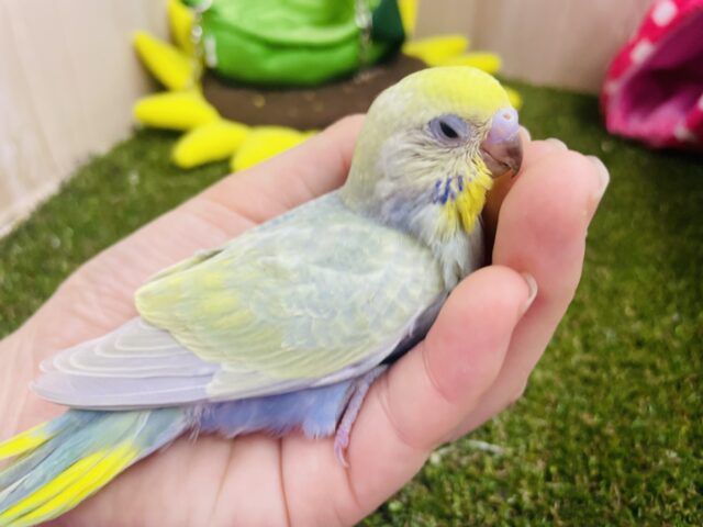 セキセイインコ