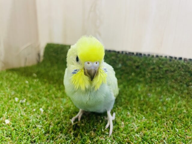 セキセイインコ