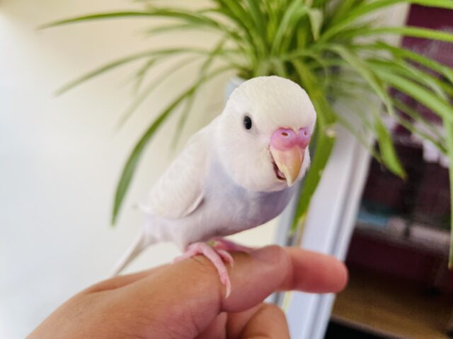 セキセイインコ