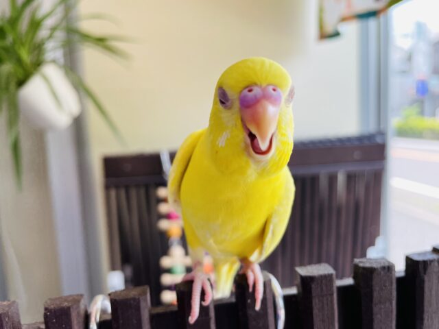 セキセイインコ