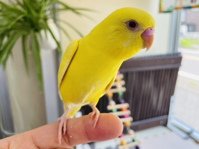 セキセイインコ