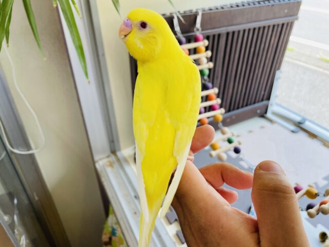 セキセイインコ