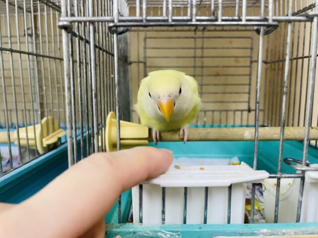 コザクラインコ（小桜インコ）