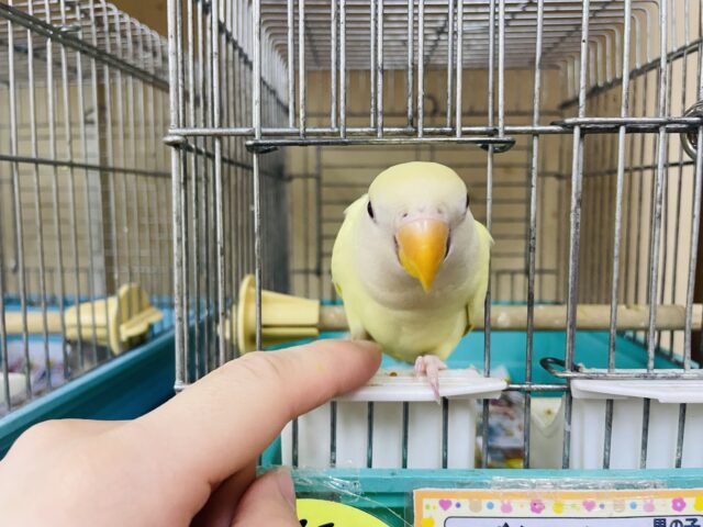 コザクラインコ（小桜インコ）