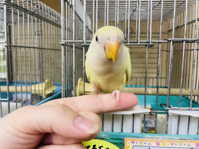 コザクラインコ（小桜インコ）