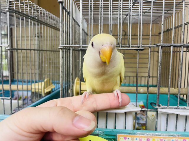 コザクラインコ（小桜インコ）