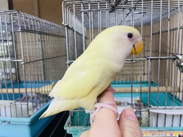 コザクラインコ（小桜インコ）