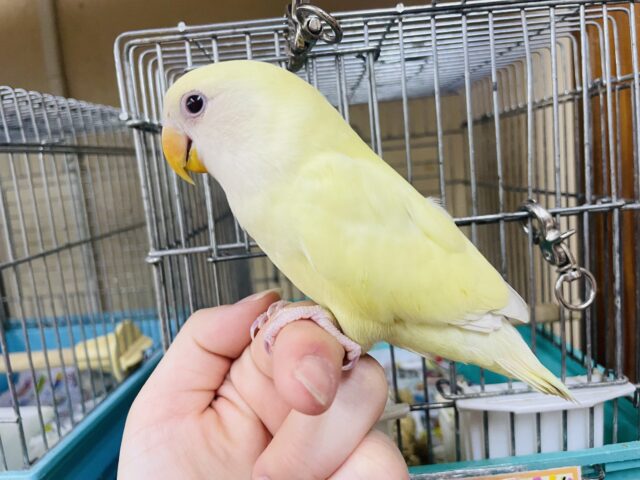 コザクラインコ（小桜インコ）