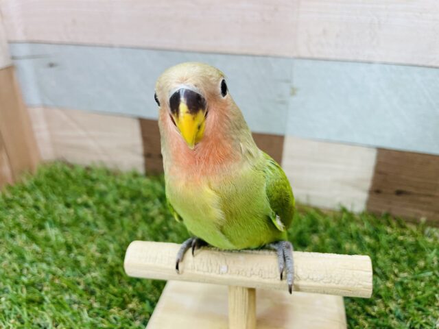 最新画像あります⭐️カメラ目線バッチリのモデルさん📸綿毛の残るコザクラインコのノーマルヒナさん❤️