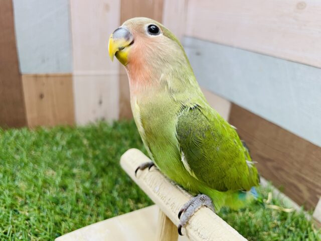 コザクラインコ（小桜インコ）