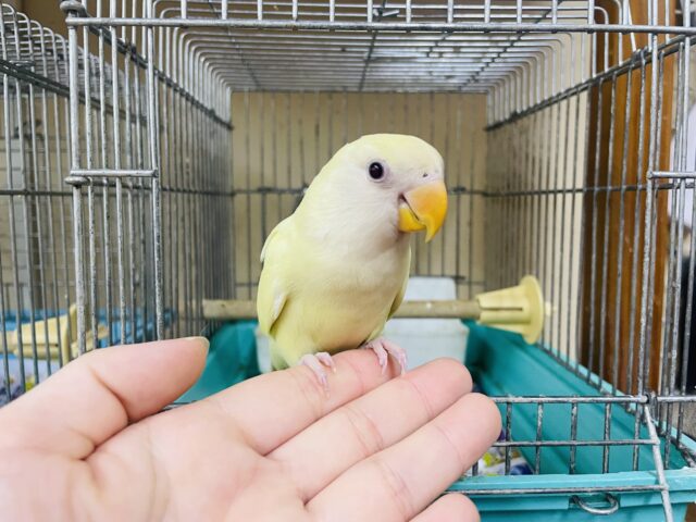 コザクラインコ（小桜インコ）