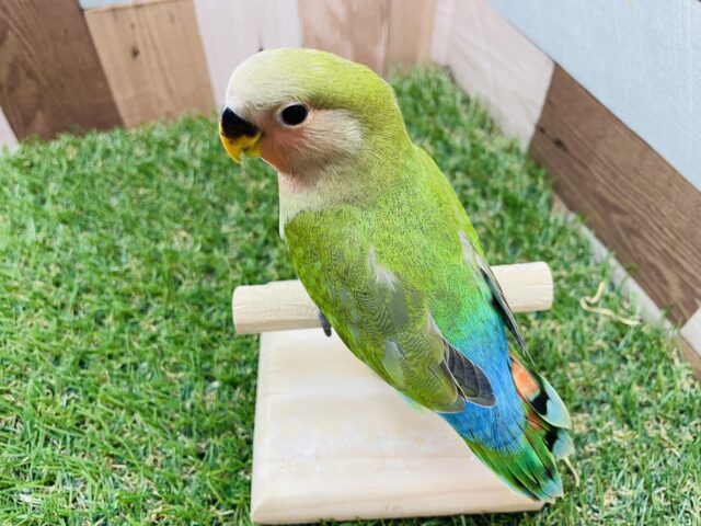 コザクラインコ（小桜インコ）