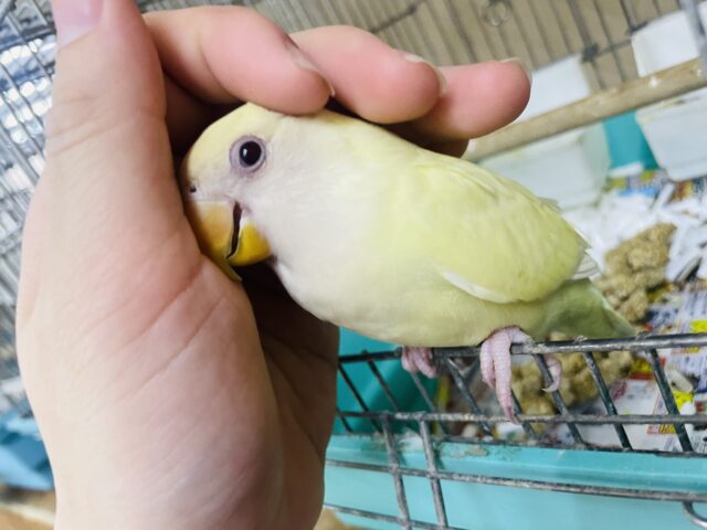 コザクラインコ（小桜インコ）