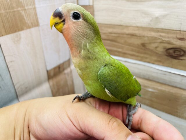 コザクラインコ（小桜インコ）