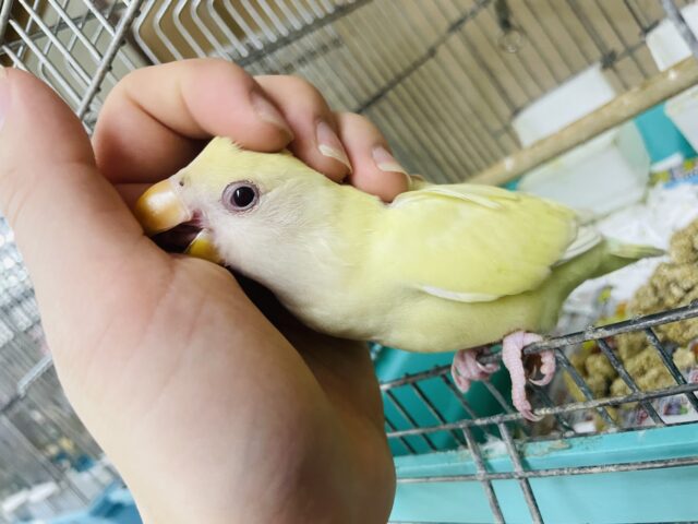 コザクラインコ（小桜インコ）