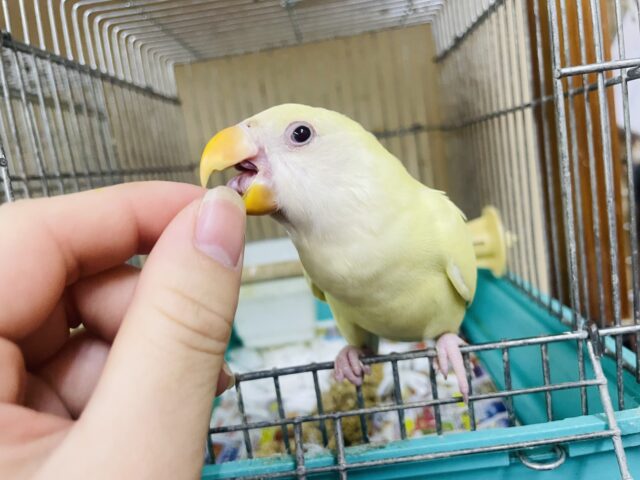 コザクラインコ（小桜インコ）