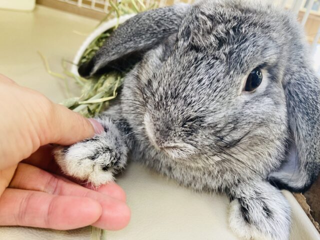 最新画像🌟とっても穏やかなプリティロップちゃん❤︎男のコ❤︎🐾