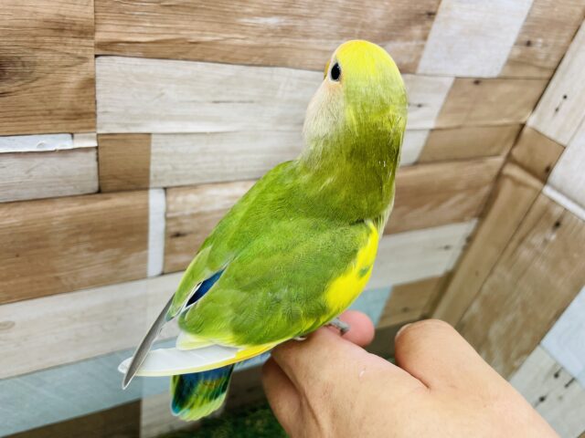 コザクラインコ（小桜インコ）