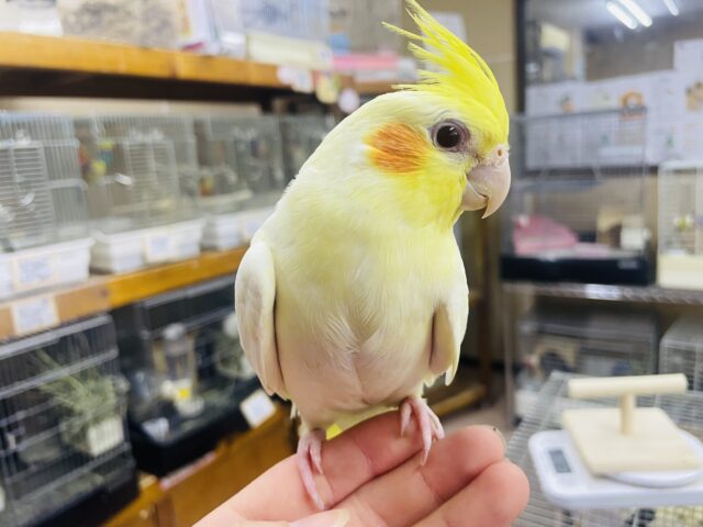 オカメインコ