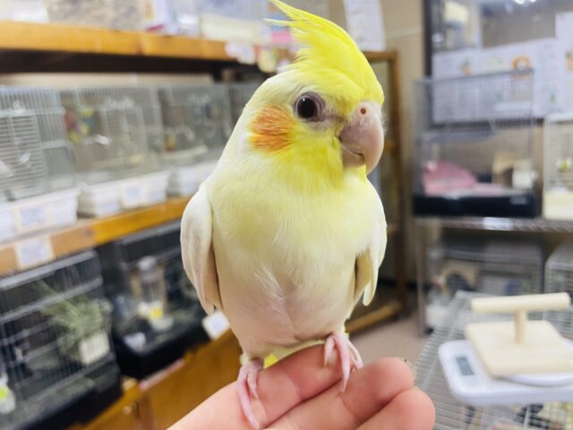 オカメインコ