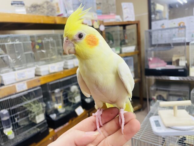 オカメインコ