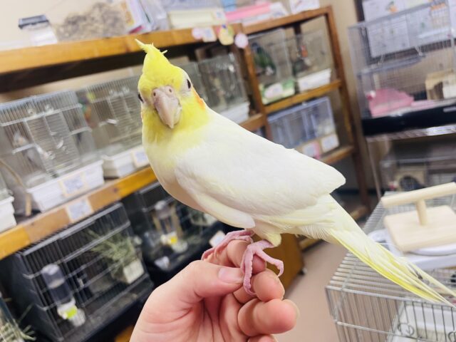 オカメインコ