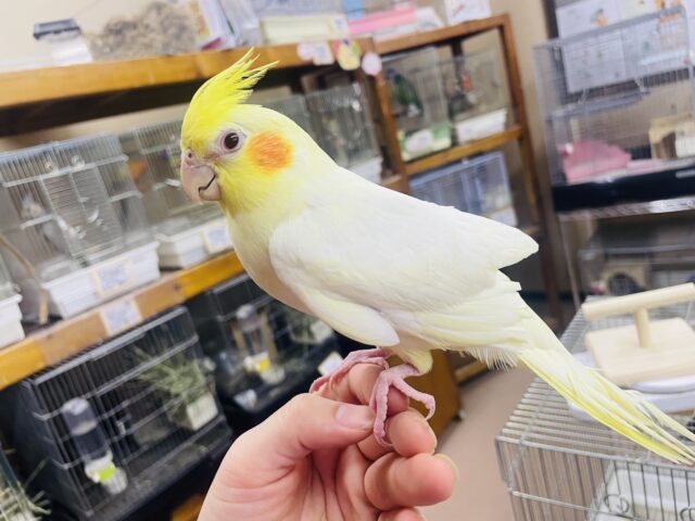 オカメインコ