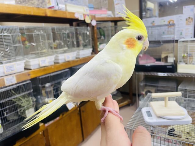 オカメインコ