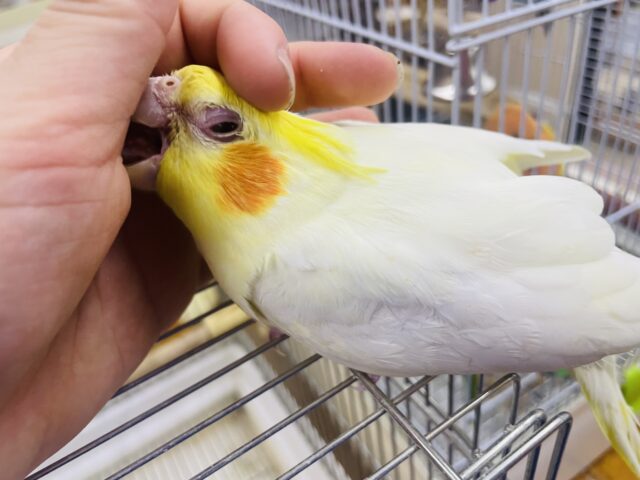 オカメインコ