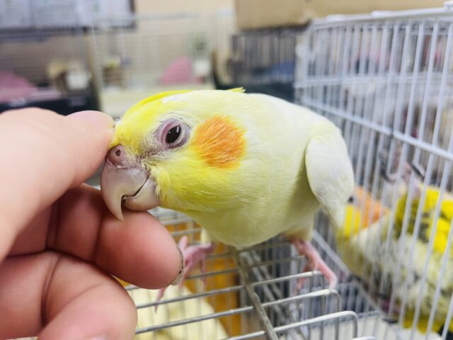 オカメインコ