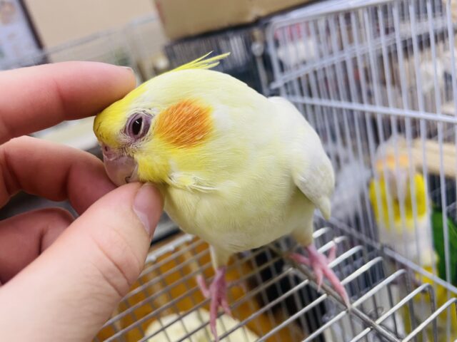 オカメインコ