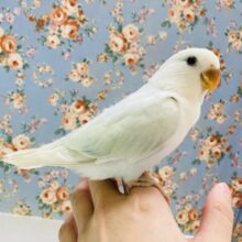 ほんのり色づく🫧ビューティフル小桜ちゃん🩵💛