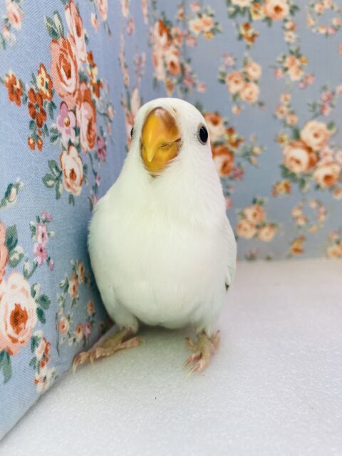 コザクラインコ（小桜インコ）