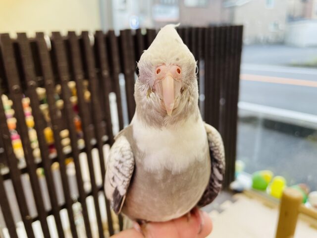 オカメインコ